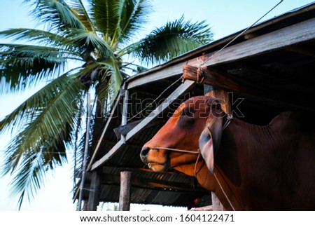 the old cow looking at the sky with sun light spot on their face with coconut tree background