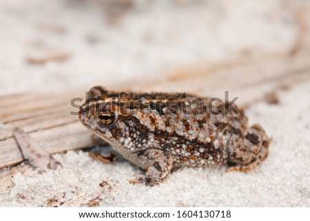 Oak Toad on white sand in the middle of a state park in florida