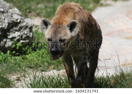 a large male African hyena