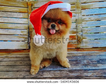 pomeranian dog is wearing a red hat sitting with his tongue out on wooden chair