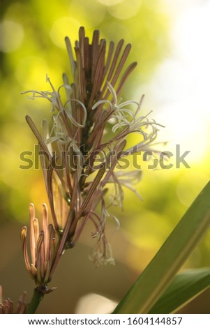 Flowers of Pleomele thalioides., LILIACEAE.