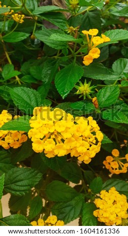 Lantana camara (common lantana) is a species of flowering plant within the verbena family (Verbenaceae), native to the American tropics. In Indonesia we called it "bunga tahi ayam or tembelekan" .