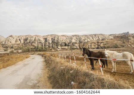 young Cappadocia horses graze the dry grass at the outdoor ranch in winter 
