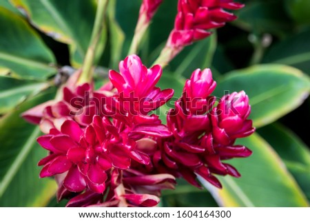 A pink cone ginger plant in Maui, Hawaii