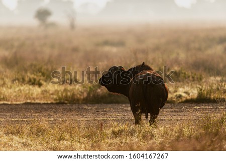 The African Buffalo, inaccurately labeled as the Buffalo Buffalo, is a powerful herbivore of African savannas. Its homeland is a vast area south of the Sahara.Kenya.