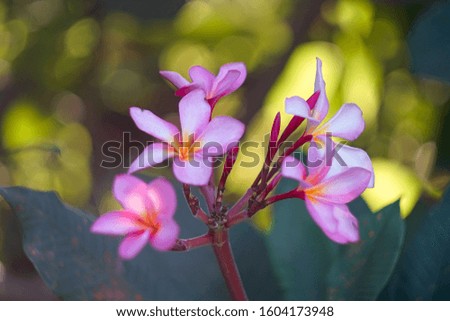 Tropical Pink Flower,Pink plumeria flowers,selective and solf focus.