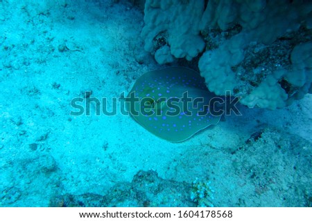 Bluespotted Ribbontail Ray or Taeniura lymma resting on the bottom of the Red Sea. Striking color pattern of many electric blue spots on yellowish background, with a pair of blue stripes on the tail.
