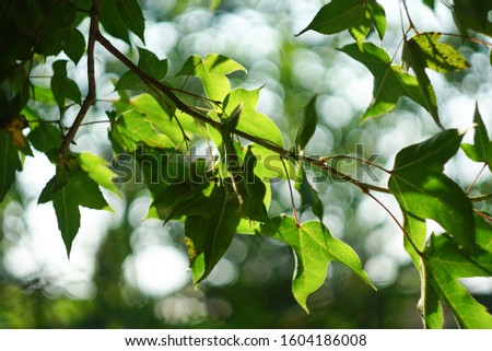 Green leaves against sky background ,selective and solf focus, Beautiful green leaves in spring
