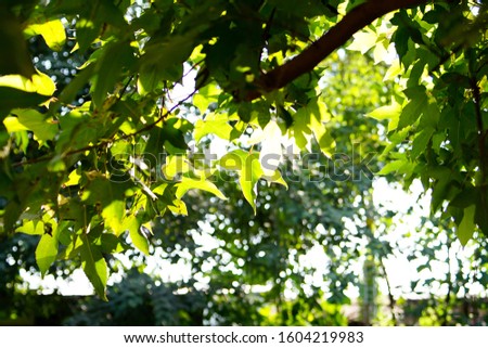 Green leaves on maple tree ,selective and solf focus. Beautiful green leaves in spring