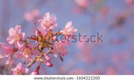 Beautiful of sakura flowers in the nature