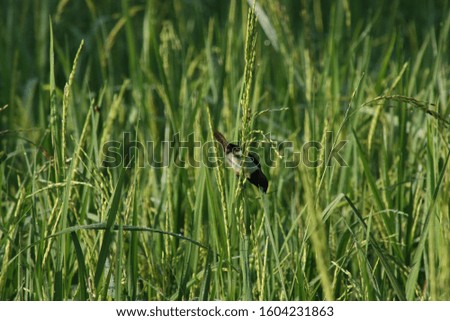 sparrows perched on the crop fields