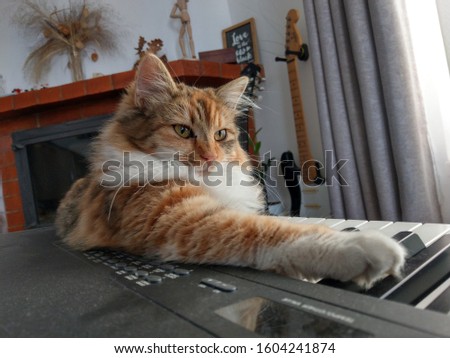 Orange cat playing the piano on a sunny day. 