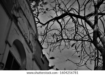 Abandoned church  as eerie branches overshadow it