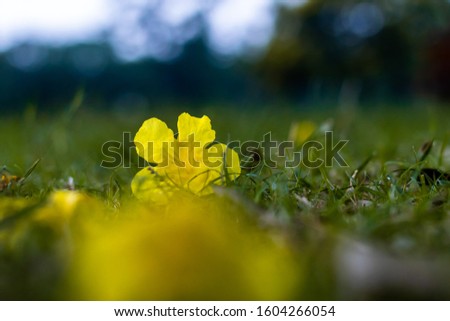 evening primrose fallen on grass in a morning with beautiful bok