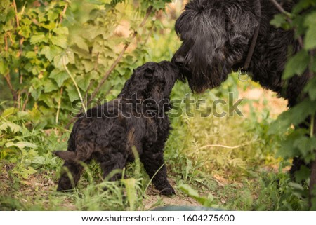 Russian black terrier puppy and dog sniff each other