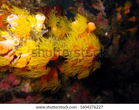 The Beautiful Coral, Sea flowers and Sea life under Andaman Sea, Thailand