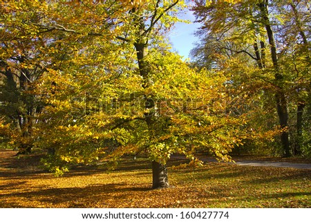 Landscape in the park in autumn