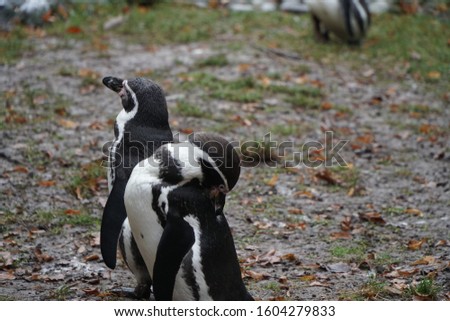 Beautiful African Penguin pair (Spheniscus demersus) in zoo