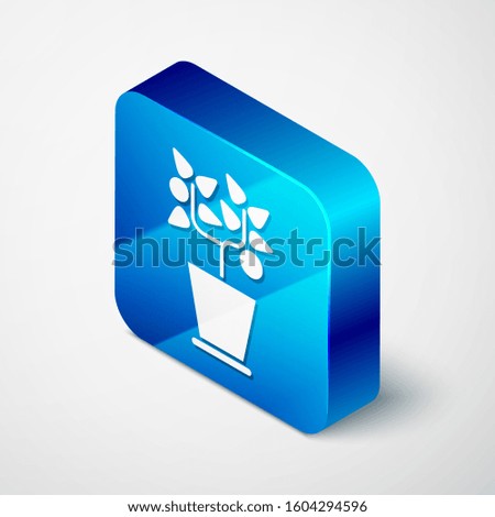 Isometric Plant in pot icon isolated on white background. Plant growing in a pot. Potted plant sign. Blue square button. Vector Illustration