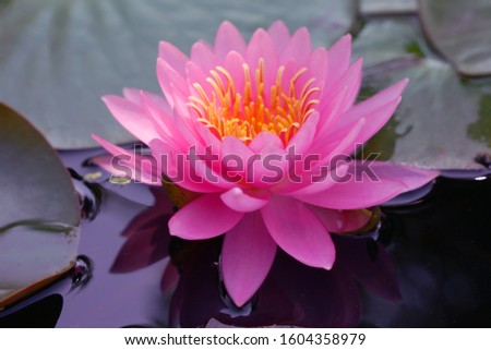 Close-ups  Fresh Bloom  Pink Nymphaea Water lily or Pink Lotus Flower on the lotus lake - Floral backdrops and beautiful details picture concept