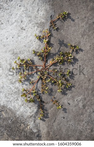 A tough plant growing from cement floor.