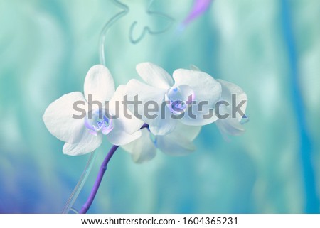 Colored to blue tones beautiful blooming orchid branch closeup picture. Flower macro photo. Nature beauty concept or holiday gift card. Aquamarine color tone. 