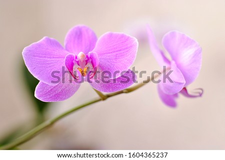 Purple beautiful blooming orchid branch closeup picture. Flower macro photo. Nature beauty concept or holiday gift card.