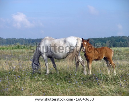 foal with horse