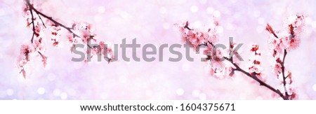 Blooming cherry tree. Sakura tree pink blossoms close up. Spring floral background.  Place for text. Panoramic image