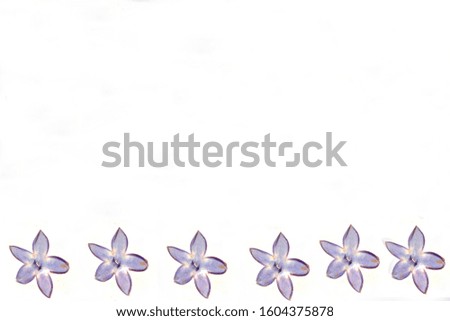 Simple violet frame suitable for text input. Picture made of dried lilac flowers.