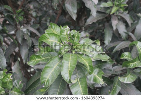 Mango leaf picture in Bangladesh