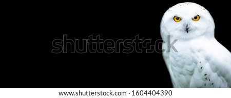 Snowy owl with a black background