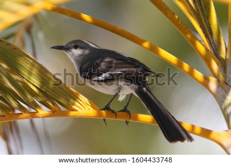 Northern mockingbird Mimus polyglottos on the palm tree leaves