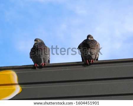 two pigeons sit on the sky