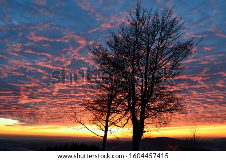 Romantic winter sunset with silhouette of the tree. Yellow sun, orange sky, black tree, mountains range.