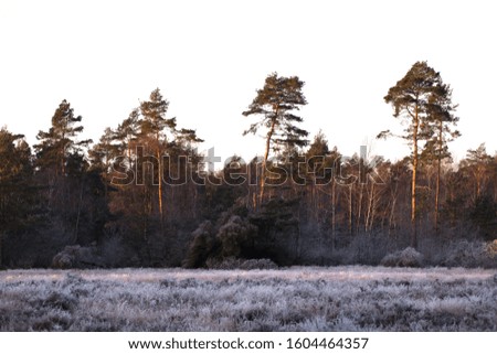 landscape and flowers in the sunrise on a frosty winterday