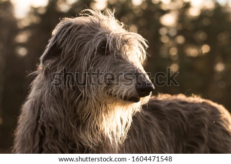 scottish deerhound playing in the sun on a frosty winter day Royalty-Free Stock Photo #1604471548