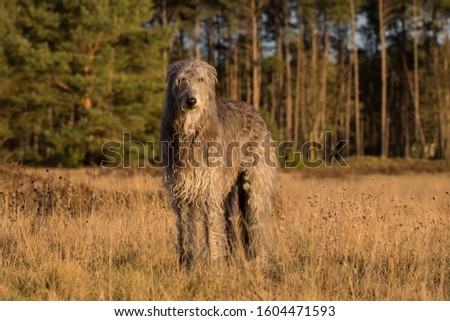 scottish deerhound playing in the sun on a frosty winter day Royalty-Free Stock Photo #1604471593