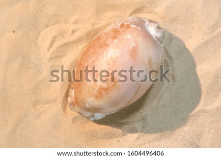 beautiful cowry sea shell in beach sand (close-up detail shot)