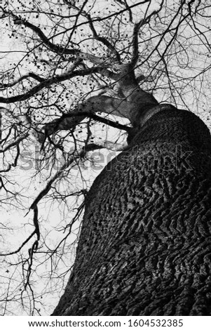Tree without leaves in winter black and white photography