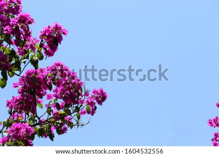 Purple bougainvillea flower branches with blue sky background. Free space for text.