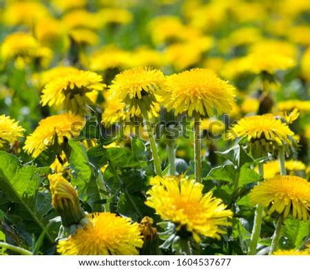 real wild yellow beautiful dandelions in the field with green grass in the spring field close-up, meadow flowers