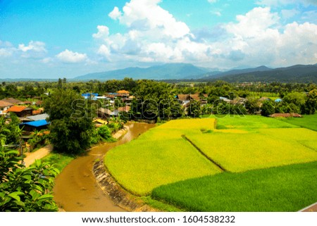 Landscape of the Green and Yellow  rice field on the mountain in Northern Thailand Province, Thailand