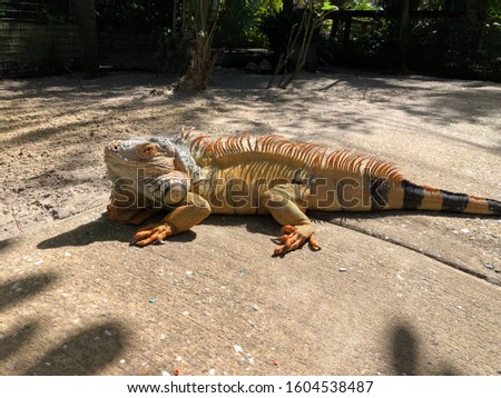 Iguana bathing in the Florida sun