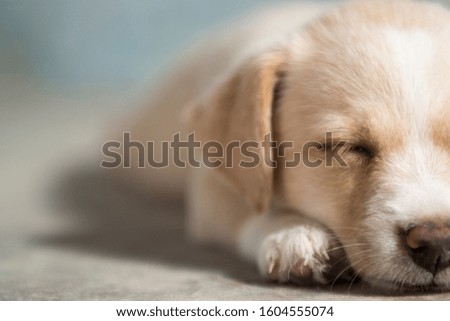 Stock photo detail of the face of a puppy lying on the floor sleeping.