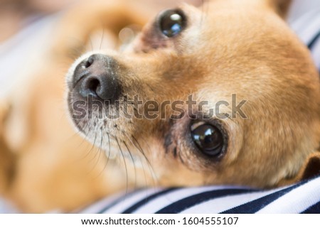 Stock photo of a close up photography of a cute chihuahua brown with black eyes detail.