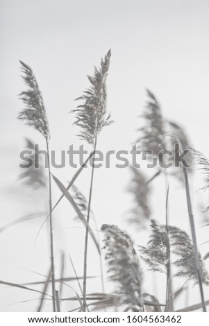 dry grass photographed against the sun