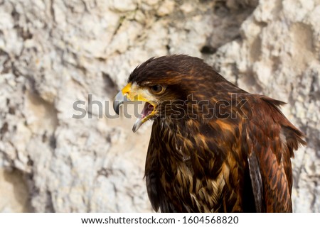 A photo of a bird of prey taken at Imdina Malta