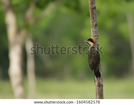 Crimson-crested Woodpecker perched on a Cecropia in the Cerrado biome in the state of Rio grande do sul, Brazil
