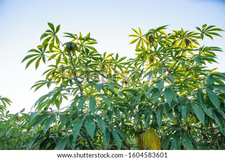 Cassava plant  against blue sky
